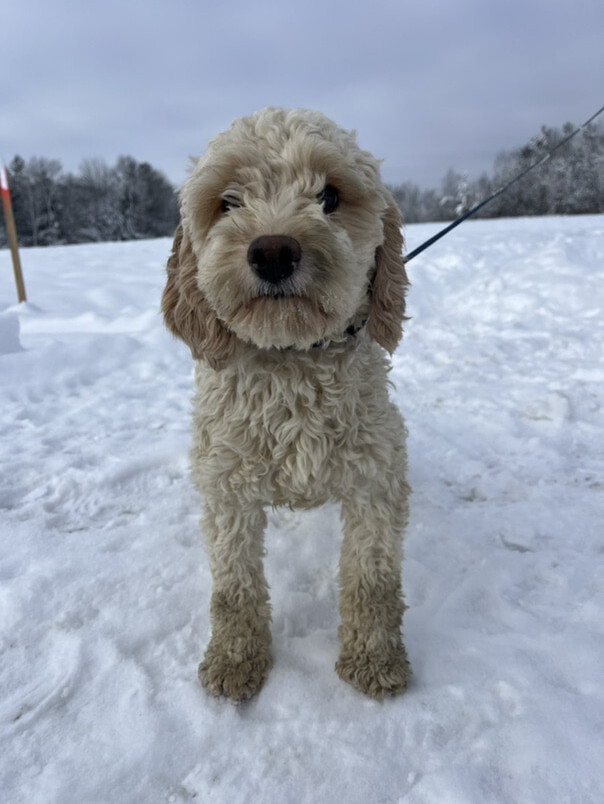 Cockapoo blanc et roux dans la neige