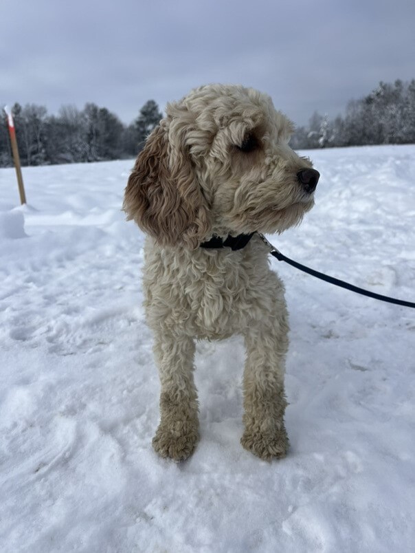Cockapoo blanc et roux dans la neige