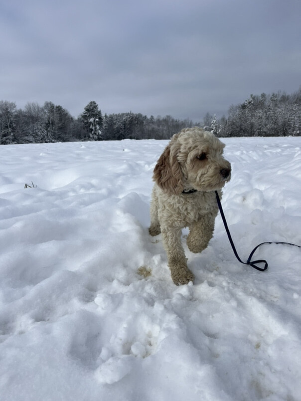 Cockapoo blanc et roux dans la neige