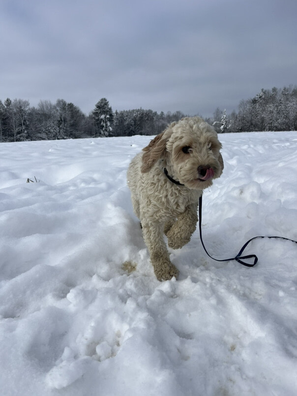Cockapoo blanc et roux dans la neige