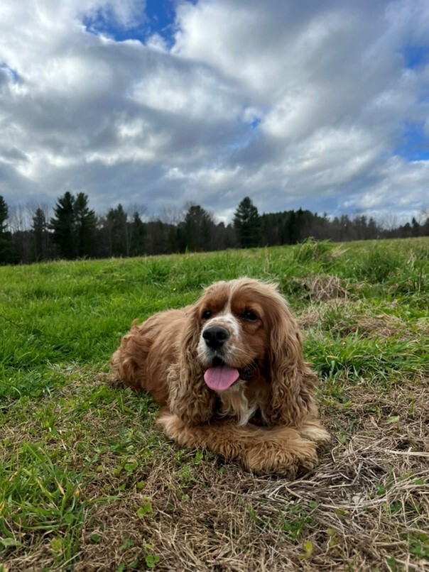 Cocker Roux dans l'herbe