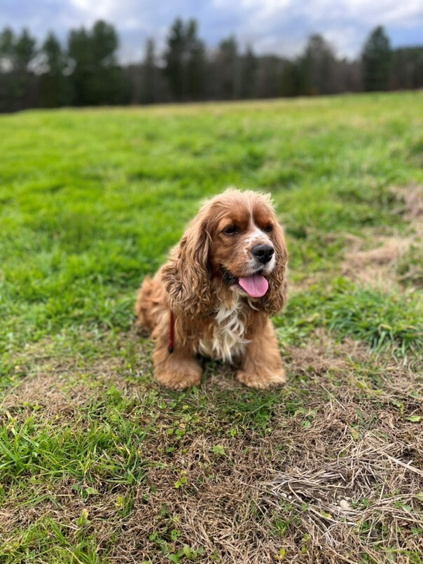 Cocker Roux dans l'herbe