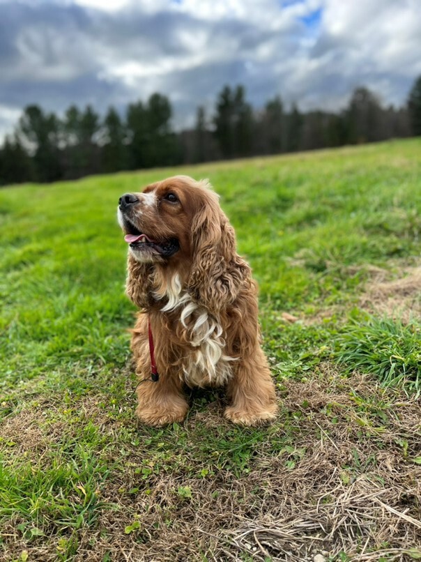 Cocker Roux dans l'herbe