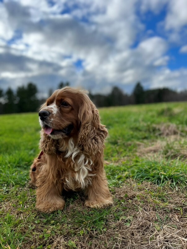 Cocker Roux dans l'herbe