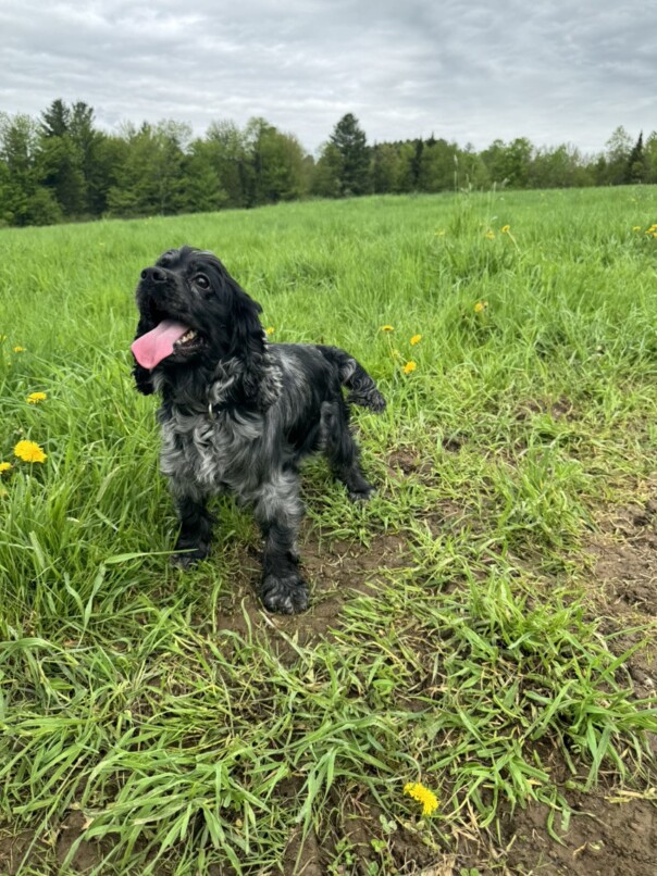 Cocker merle dans l'herbe