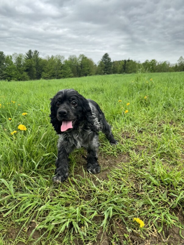 Cocker merle dans l'herbe