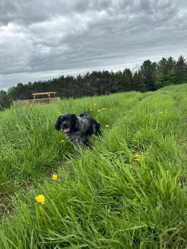 Cocker merle dans l'herbe