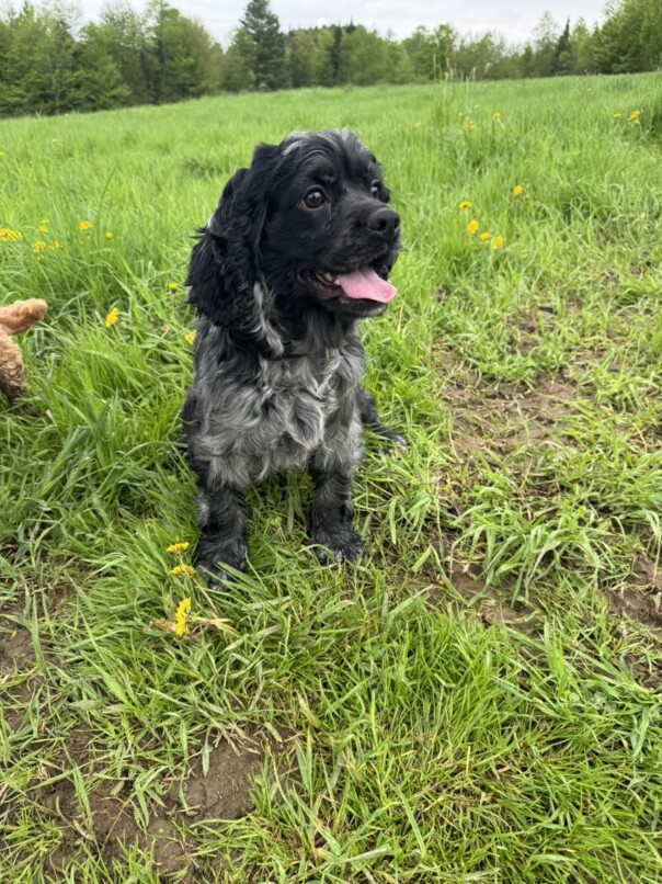 Cocker merle dans l'herbe