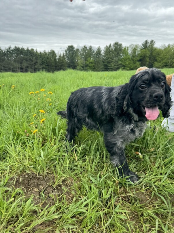 Cocker merle dans l'herbe