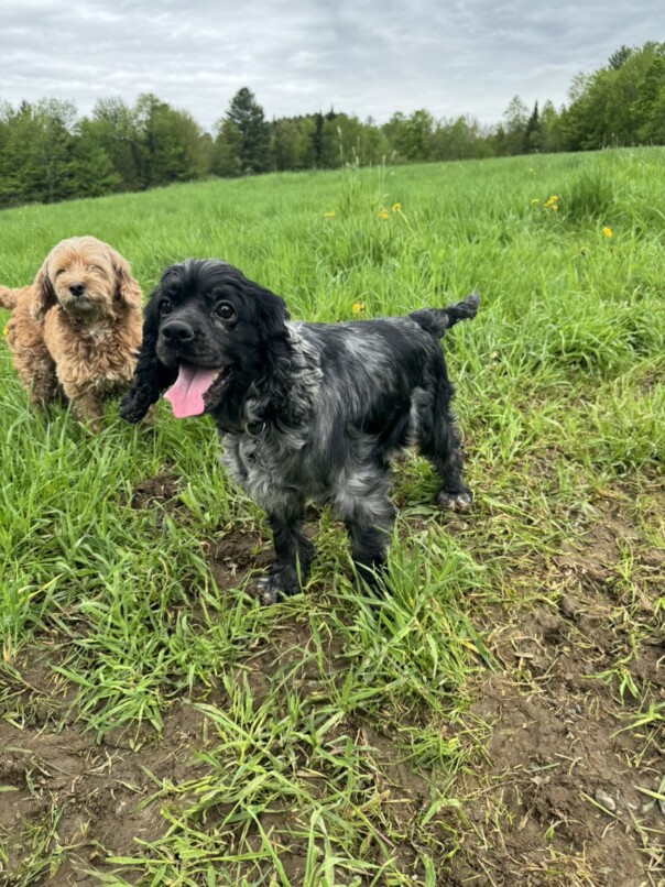Cocker merle dans l'herbe