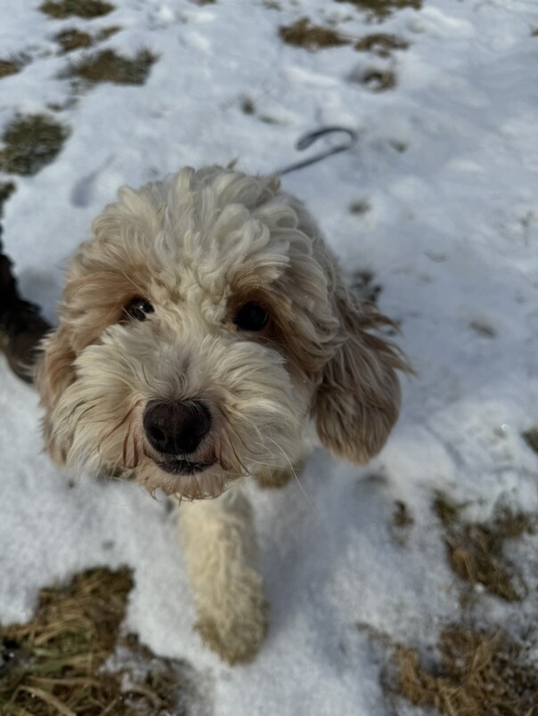 Cockapoo blanc et roux dans la neige