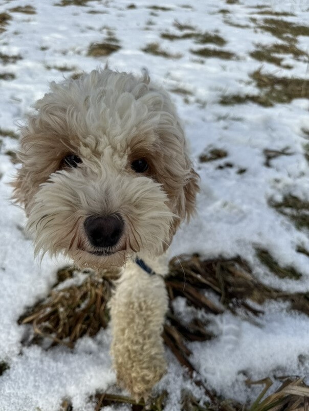 Cockapoo blanc et roux dans la neige