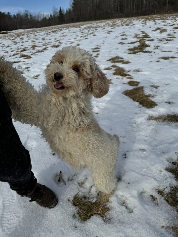 Cockapoo blanc et roux dans la neige