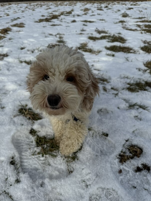 Cockapoo blanc et roux dans la neige