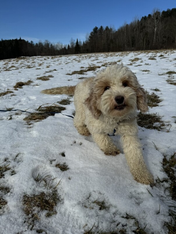 Cockapoo blanc et roux dans la neige