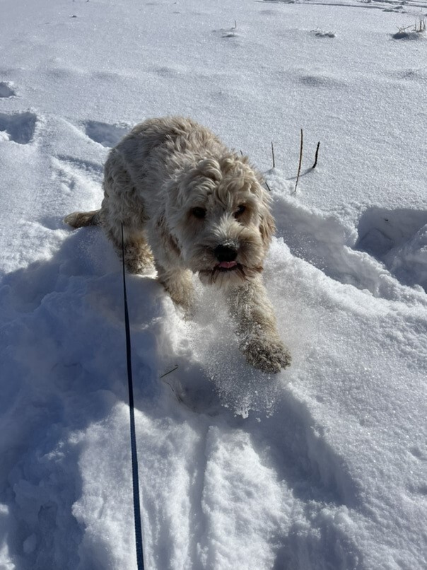 Cockapoo blonde dans la neige