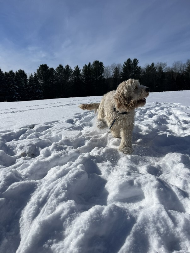 Cockapoo blonde dans la neige