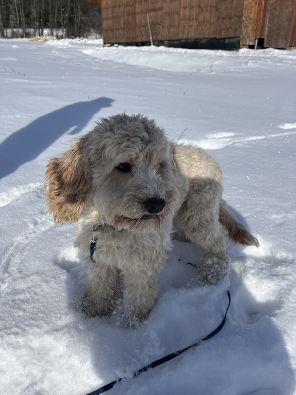 Cockapoo blonde dans la neige