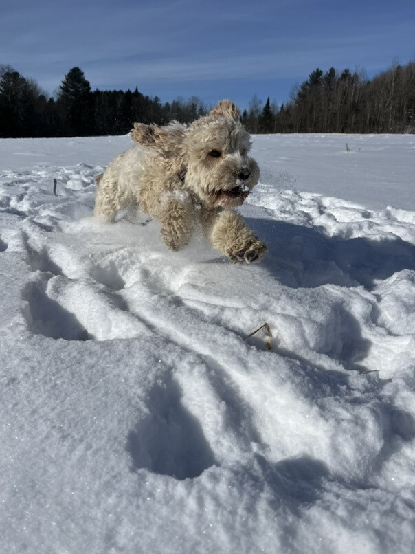 Cockapoo blonde dans la neige