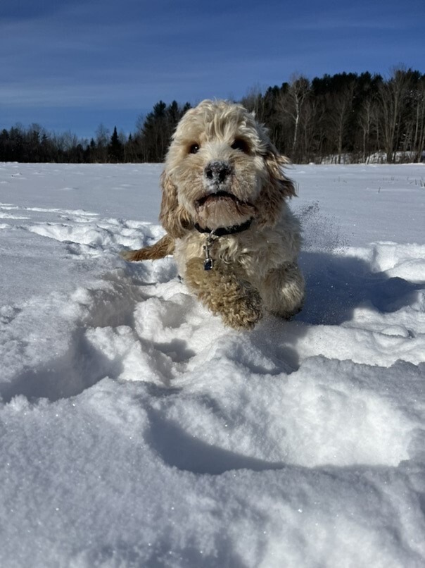 Cockapoo blonde dans la neige