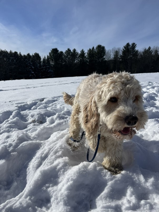 Cockapoo blonde dans la neige