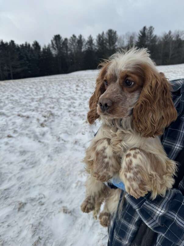 Cocker Blanc et Roux dans la neige