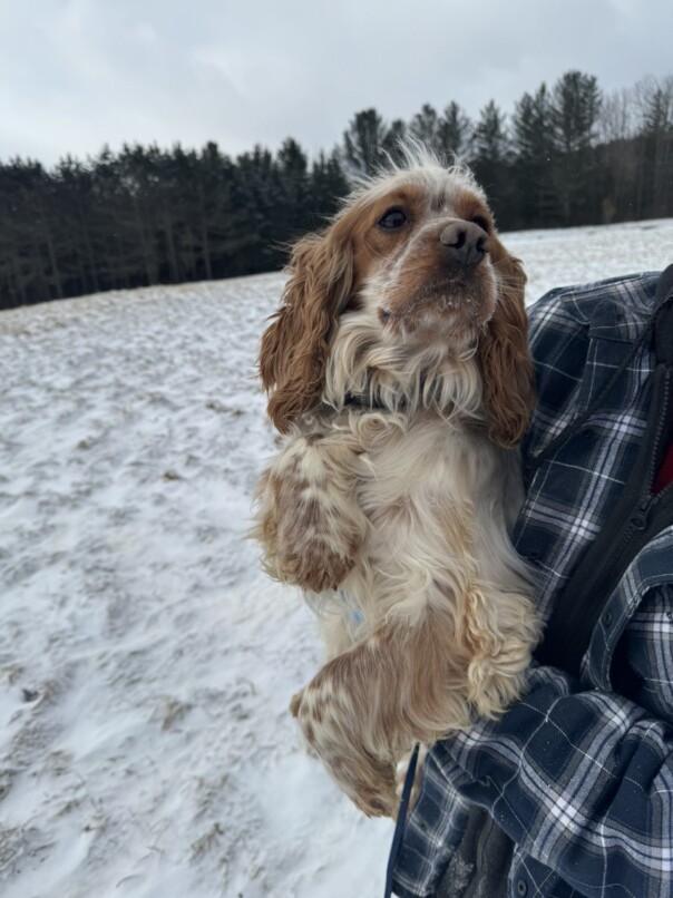 Cocker Blanc et Roux dans la neige