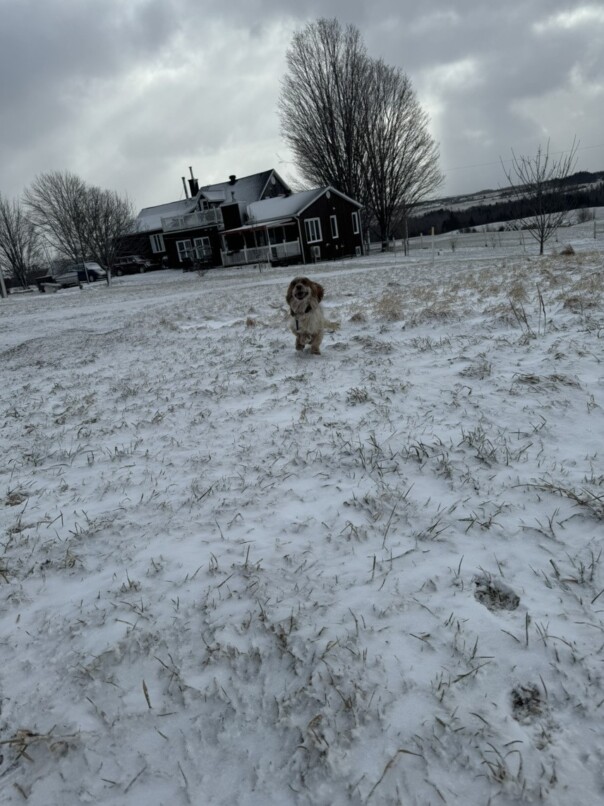 Cocker Blanc et Roux dans la neige