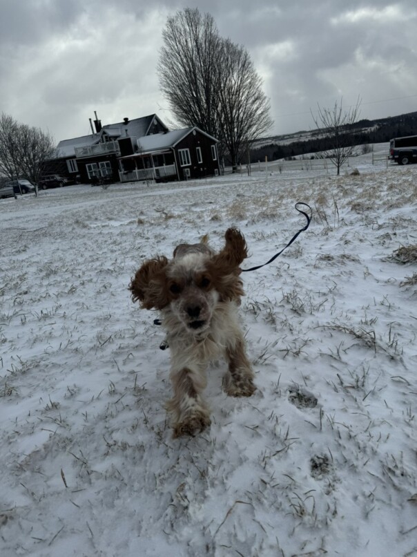 Cocker Blanc et Roux dans la neige