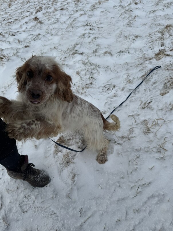 Cocker Blanc et Roux dans la neige