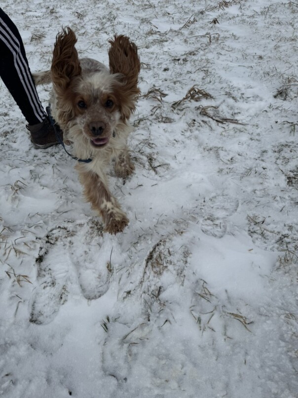 Cocker Blanc et Roux dans la neige