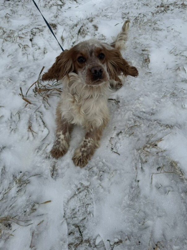Cocker Blanc et Roux dans la neige