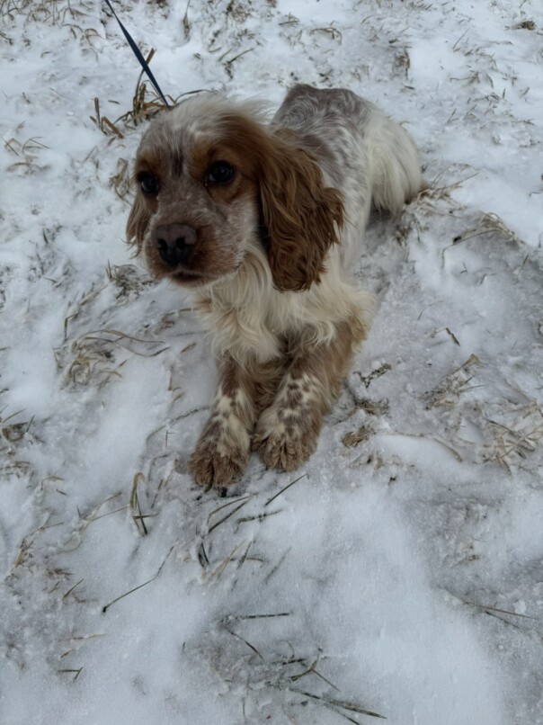 Cocker Blanc et Roux dans la neige