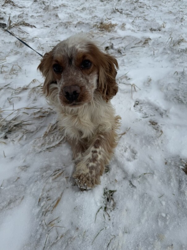 Cocker Blanc et Roux dans la neige