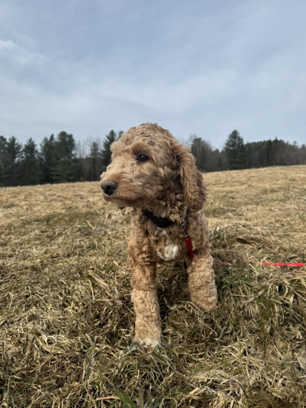 Cockapoo Roux dans l'herbe