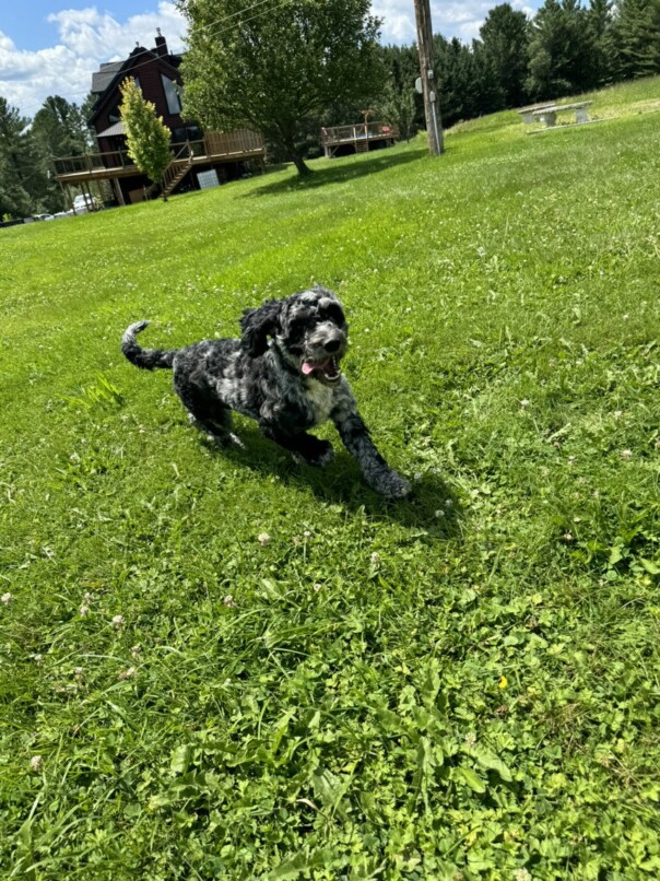 Cockapoo merle dans l'herbe
