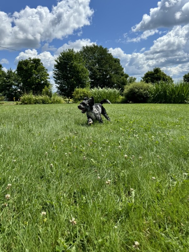 Cockapoo merle dans l'herbe