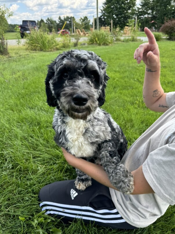Cockapoo merle dans l'herbe