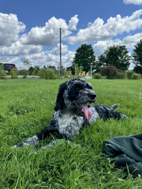 Cockapoo merle dans l'herbe