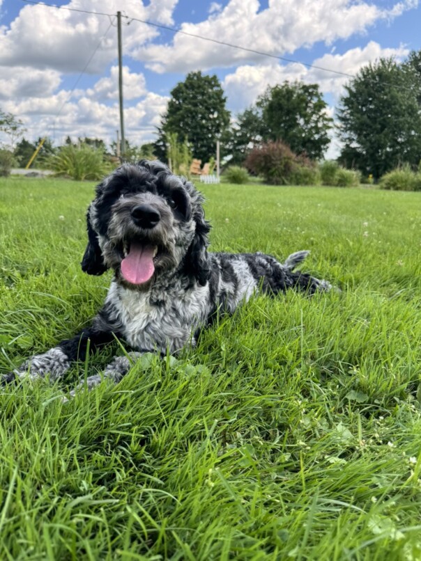 Cockapoo merle dans l'herbe