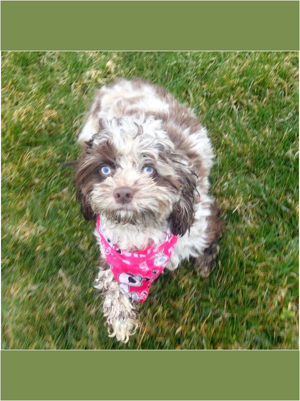 Havacos dans l'herbe