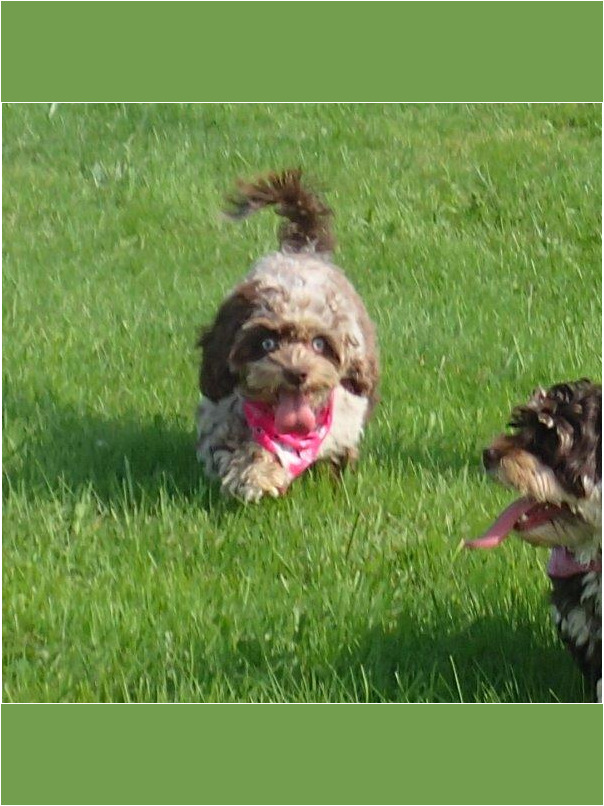 Havacos dans l'herbe