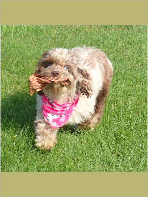 Havacos dans l'herbe