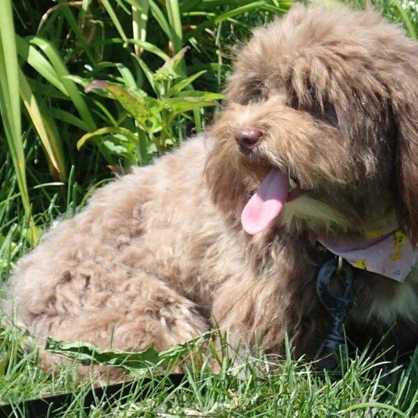 Havanais Chocolat dans l'herbe