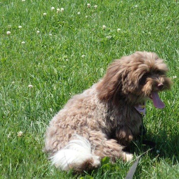 Havanais Chocolat dans l'herbe