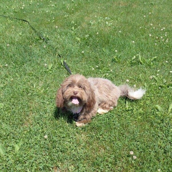 Havanais Chocolat dans l'herbe