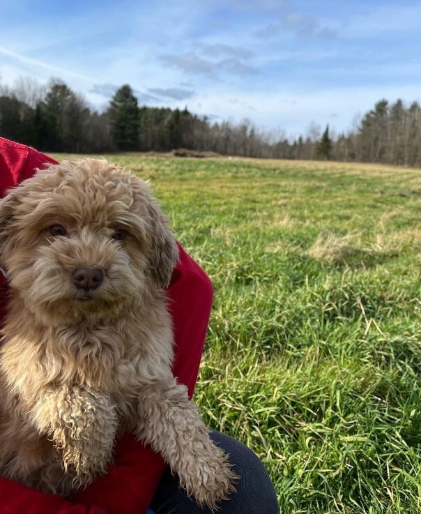 Bichon Havanais roux dans l'herbe
