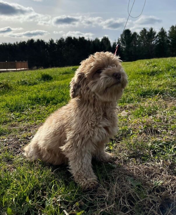 Bichon Havanais roux dans l'herbe