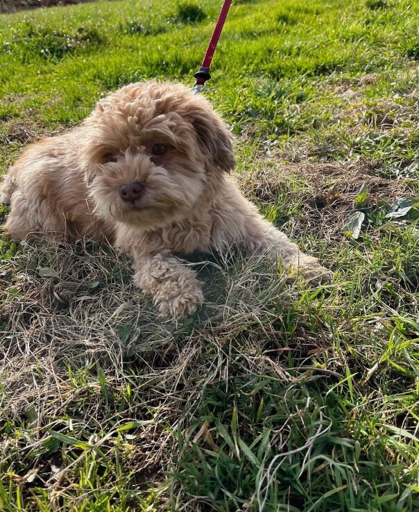 Bichon Havanais roux dans l'herbe
