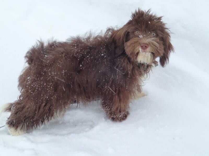 Bichon Havanais Chocolat dans la neige